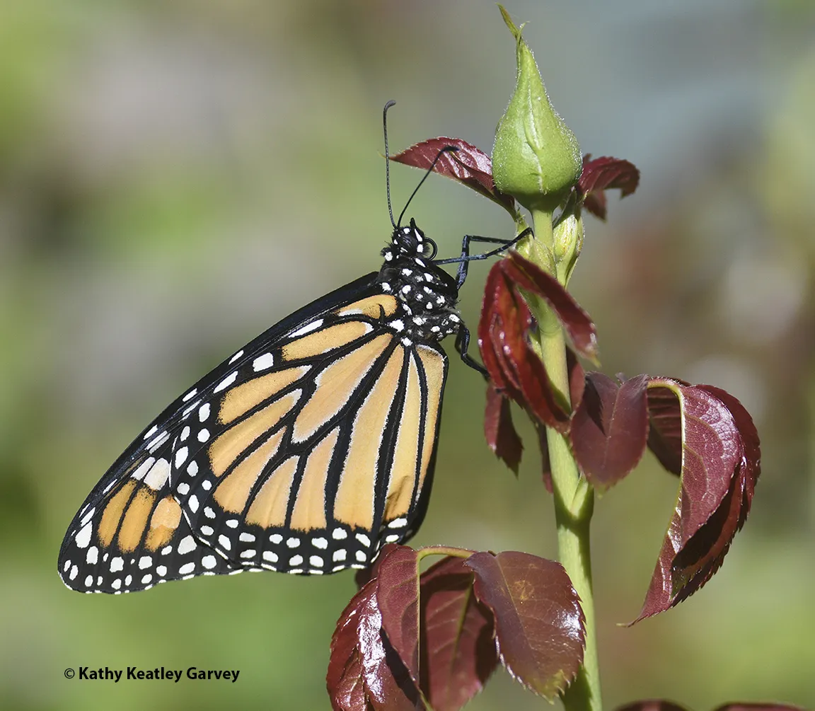 Monarch clinging to a bud on a yellow rose. (Photo by Kathy Keatley Garvey)