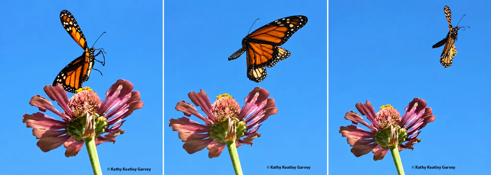 Monarch lifting off an expired zinnia.