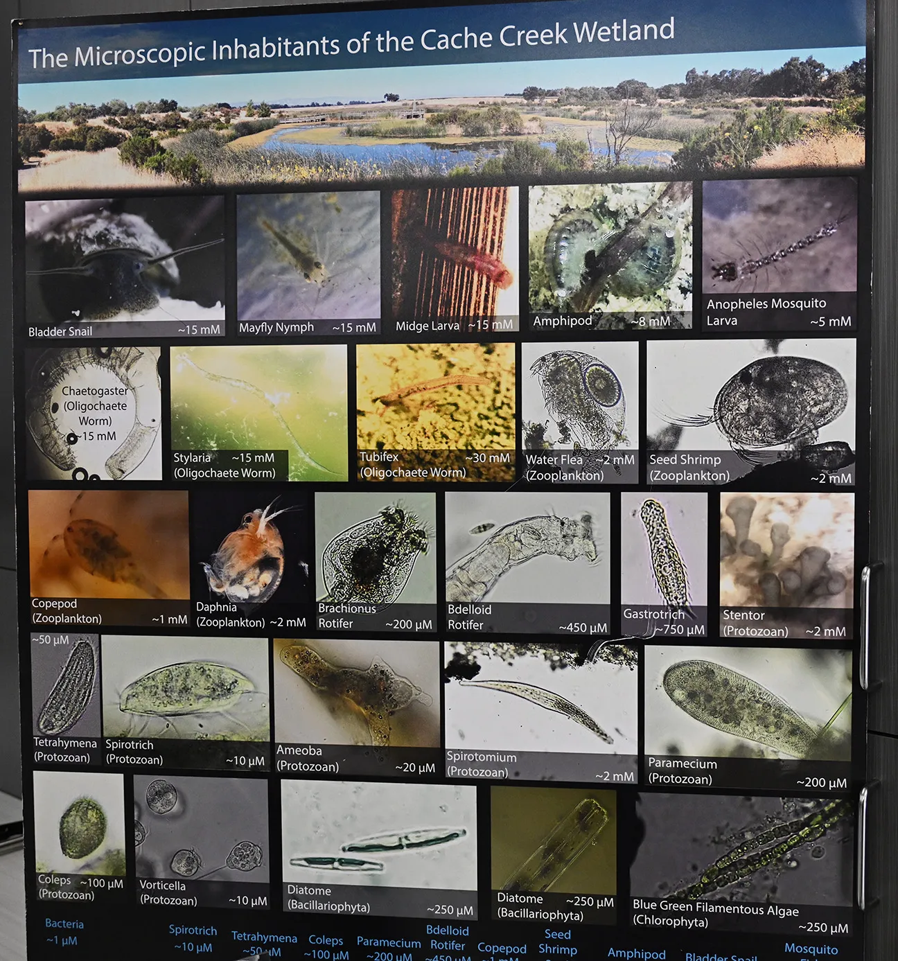 Part of Geoffrey Attardo's display at Briggs Hall, UC Davis Picnic Day. (Photo by Kathy Keatley Garvey)