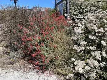 red tubular-shaped flowers of the California fuchsia, Epilobium canum