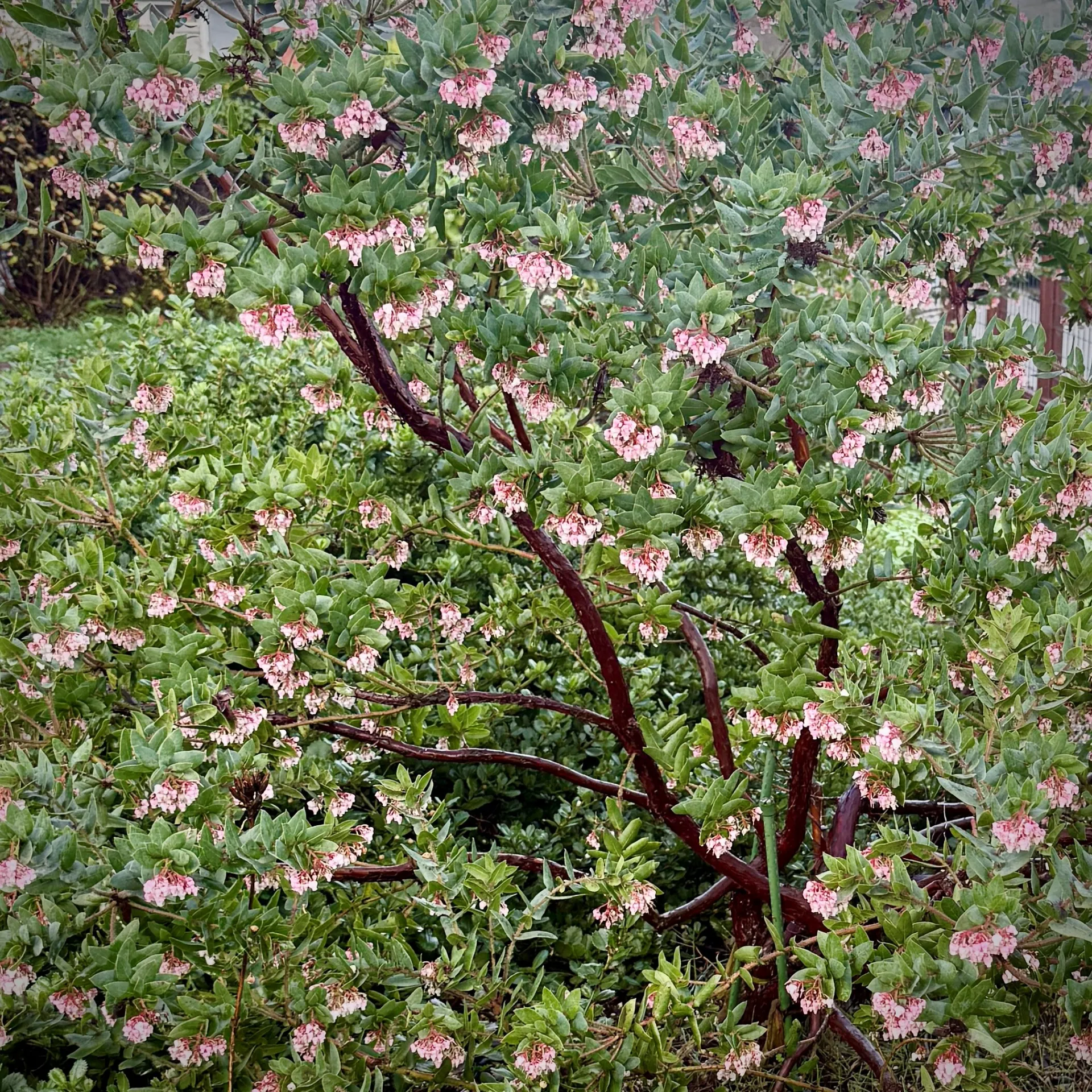 the flowers of the Pajaro Manzanita (Arctostaphylos pajaroensis) feeds pollinators from winter to spring