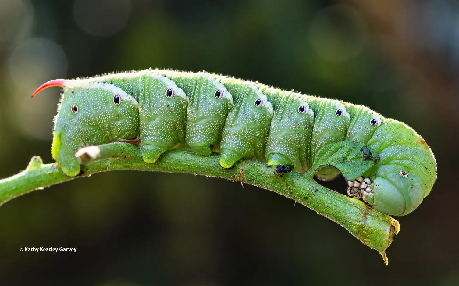 Tobacco hornworm with its red horn. (Photo by Kathy Keatley Garvey)