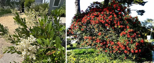 toyon bushes with white flowers (left) and red berries (right)