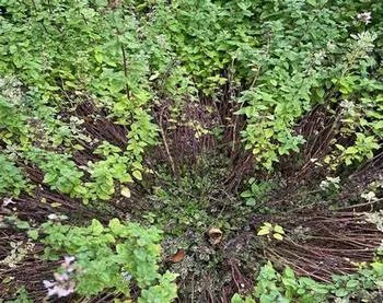 woody stalks and green leaves on an oregano plant
