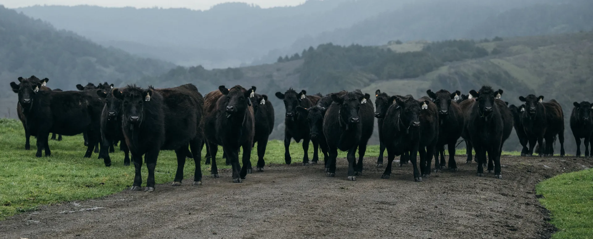 Cattlew Virtual Fence Collars