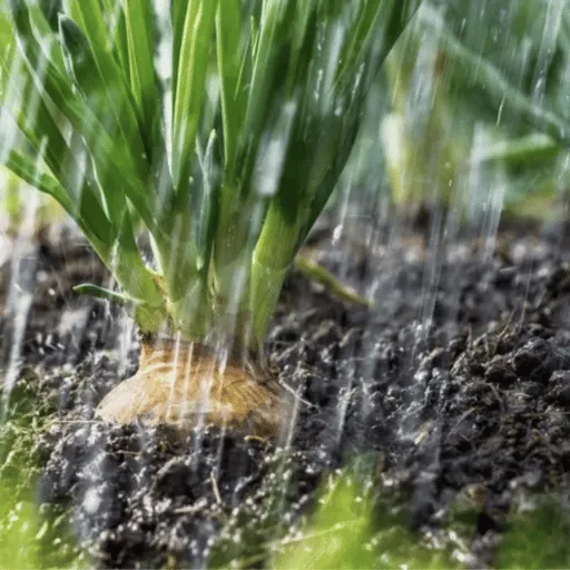 Close up photo of a growing bulb in the rain and wet soil