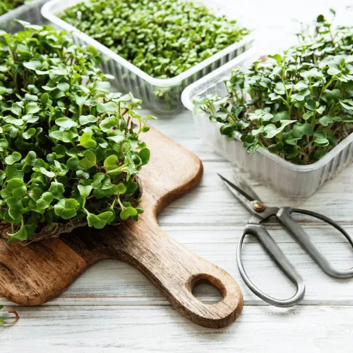 trays of micro greens on a table with a cutting board and scissors