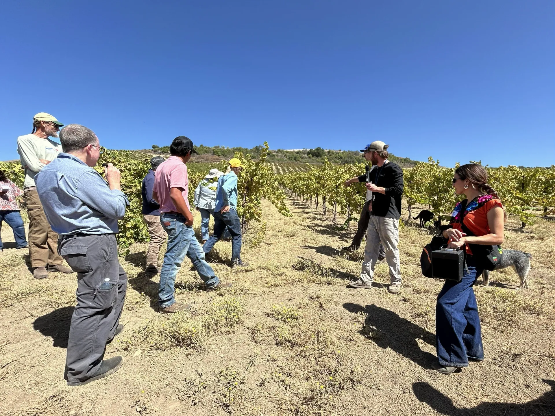 Participants gathered at a vineyard looking at the rows while the operator speaks into a microphone