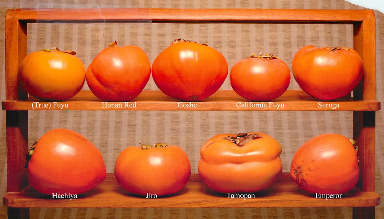 Nine persimmon varieties displayed on two wooden shelves, showing differences in fruit shape, size and color.
