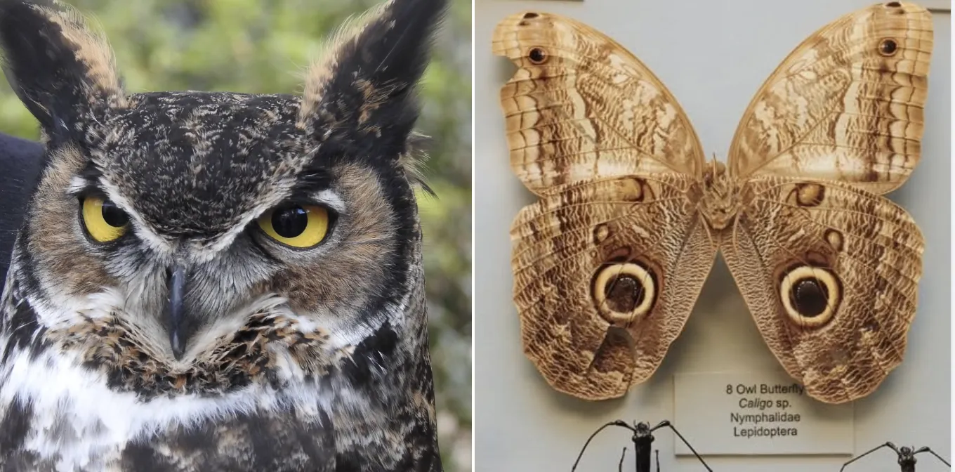 A great-horned owl at the Raptor Center and an owl butterfly specimen at the Bohart Museum of Entomology