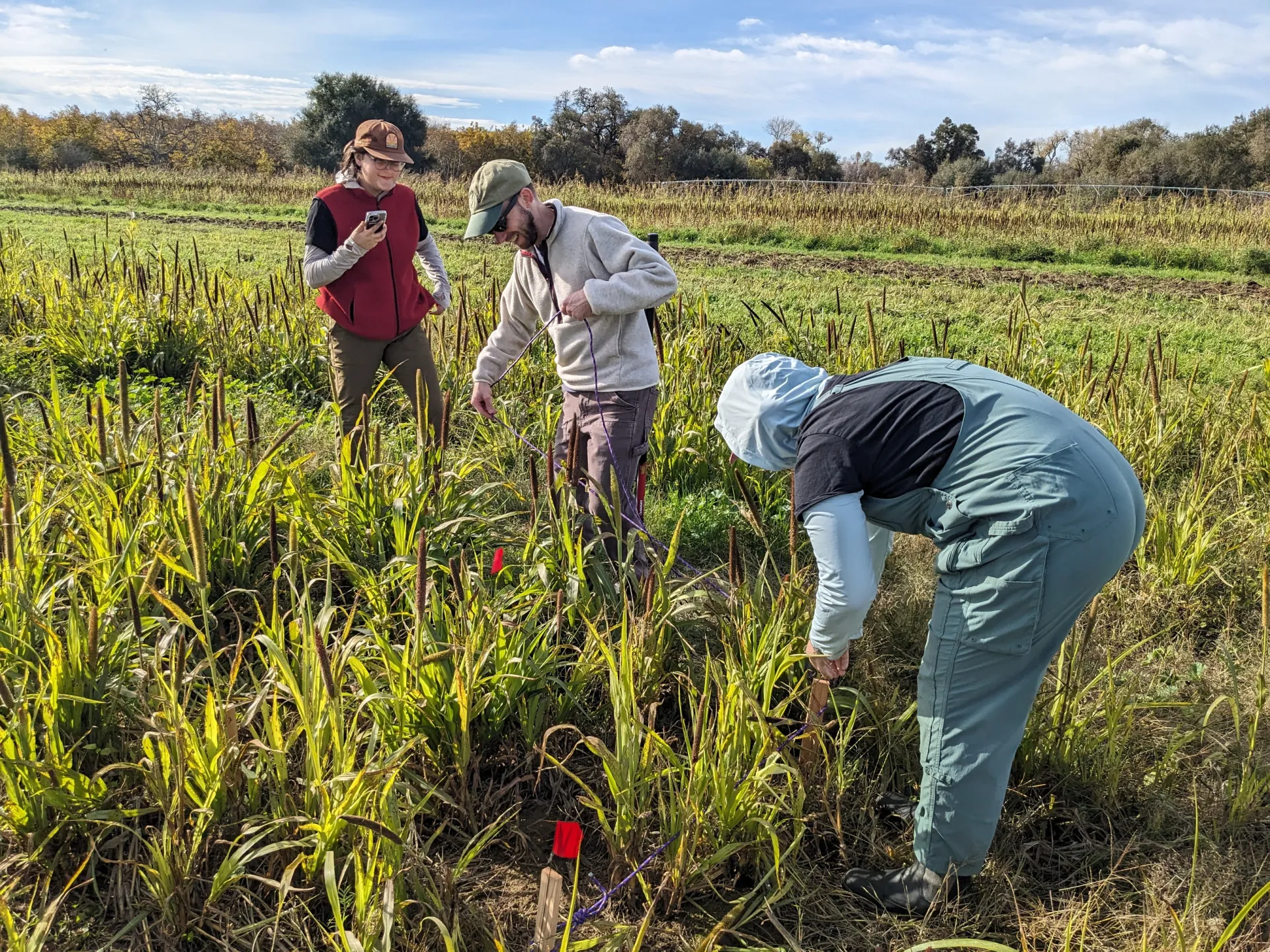 Three people examining "superinvader" weeds in a field