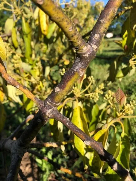 anthracnose on stem
