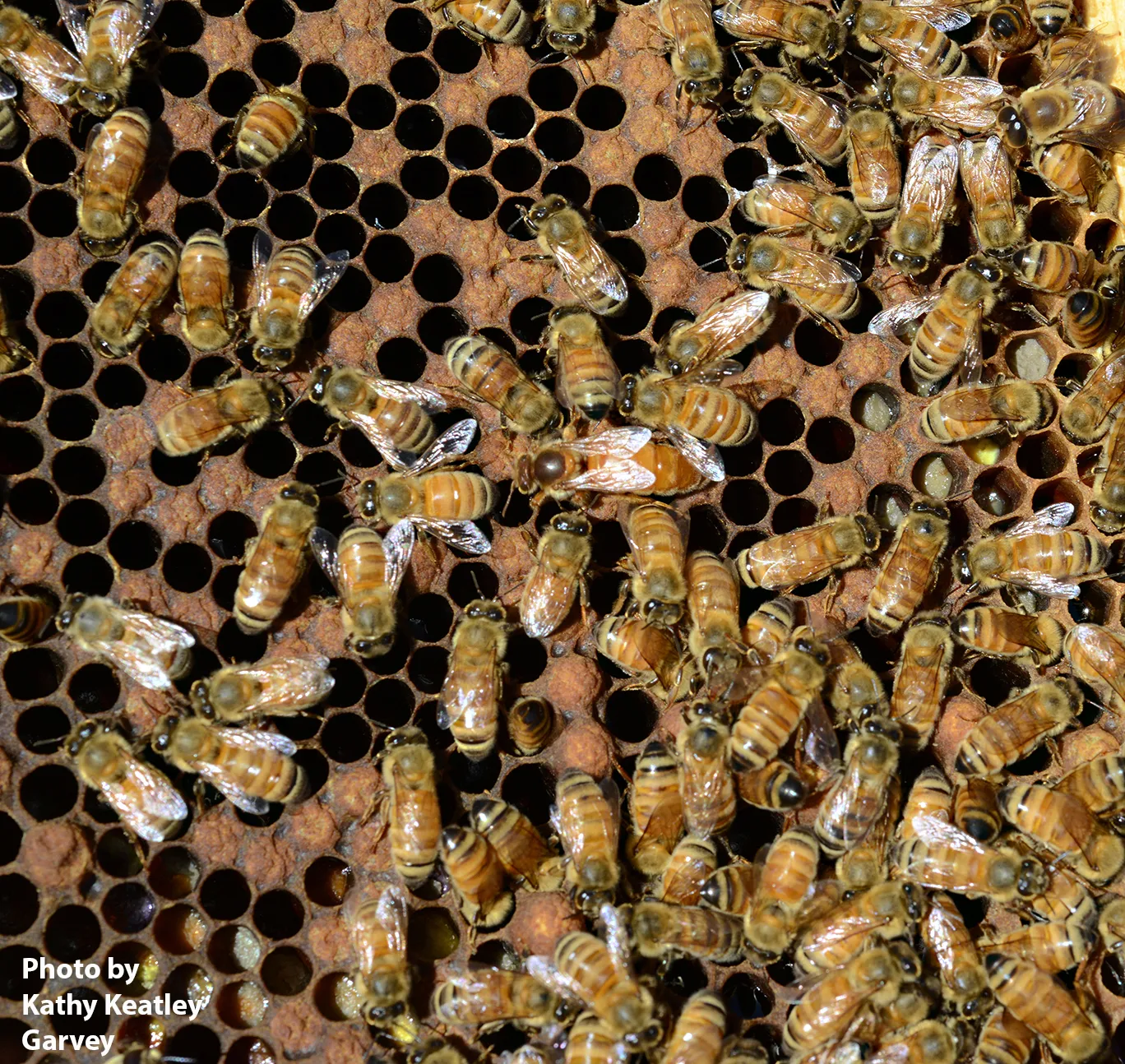 Close-up of honey bees in a hive. (Photo by Kathy Keatley Garvey)