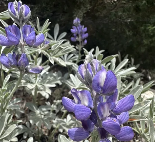 Broad leaf lupine purple flowered native plant