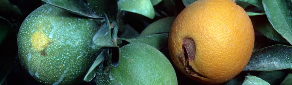 alternaria
