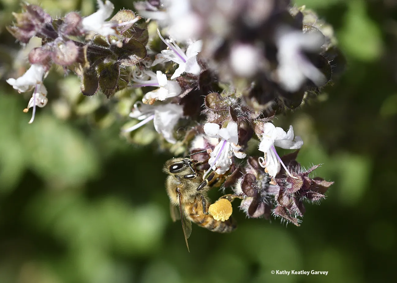 Honey bee nectaring on African blue basil.