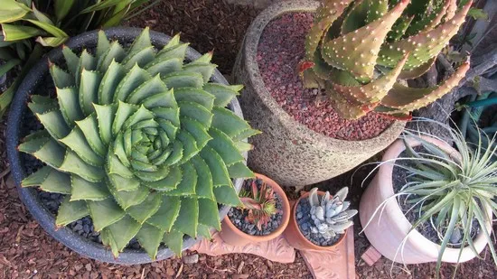 Succulents in pots