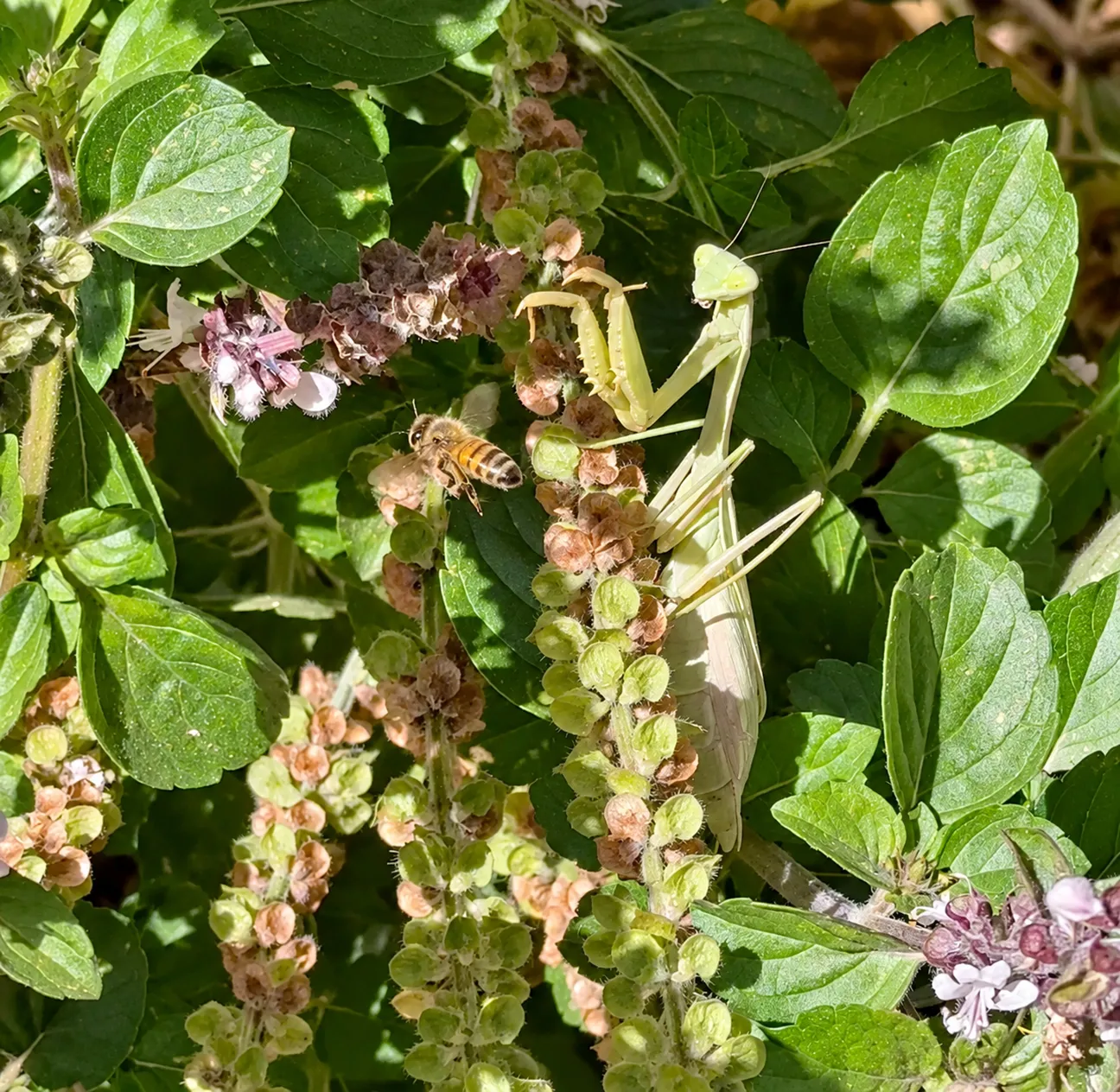 A honey bee buzzes by a praying mantis in a patch of African blue basil.