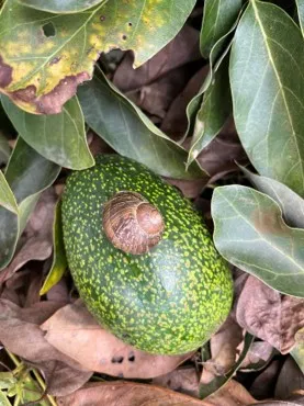 snail