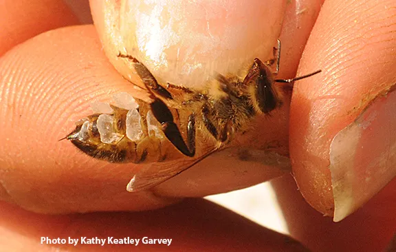 This bee is a wax builder. (Photo by Kathy Keatley Garvey)