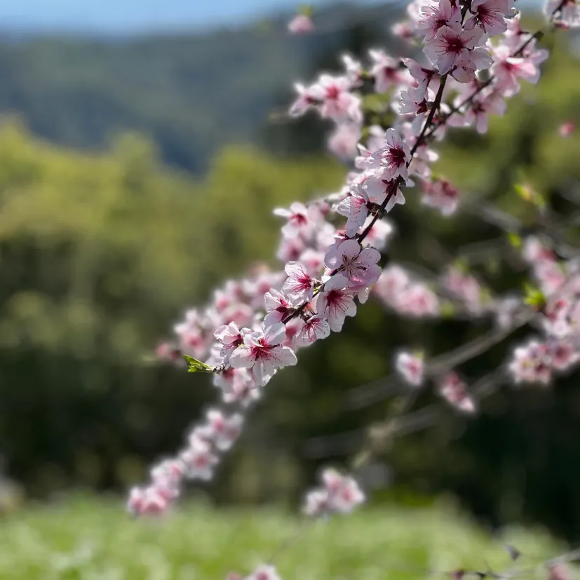 a branch of blossoms on a nectarine tree with greenery in the background