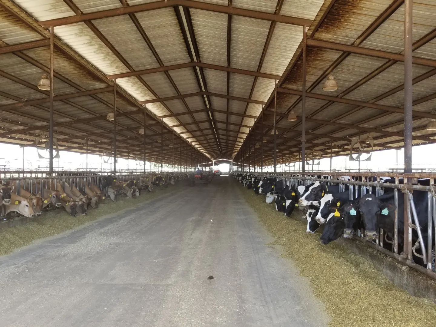 Main page image - major livestock species 