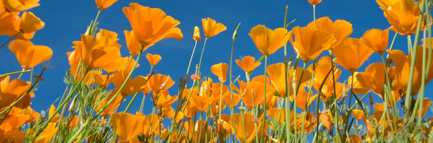 Close up image of poppies