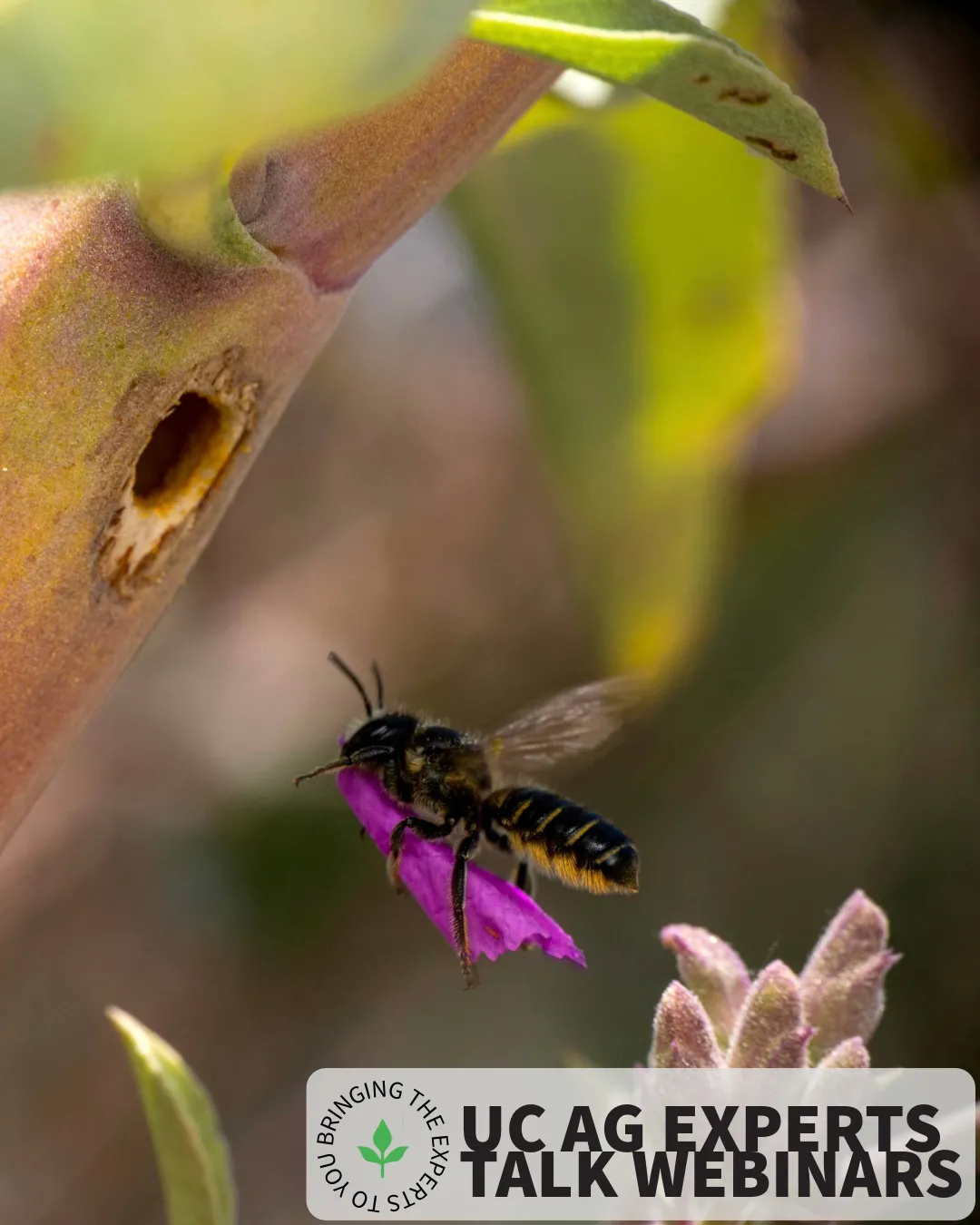 A bee carrying a pink flower petal flies towards a hole (nest) in a plant stem. Credit: Krystle Hickman, UC IPM.