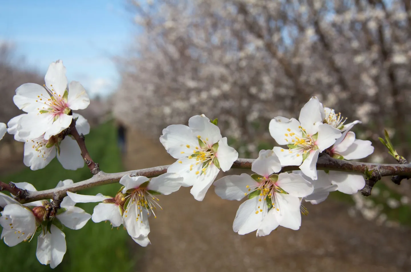 almond blossoms