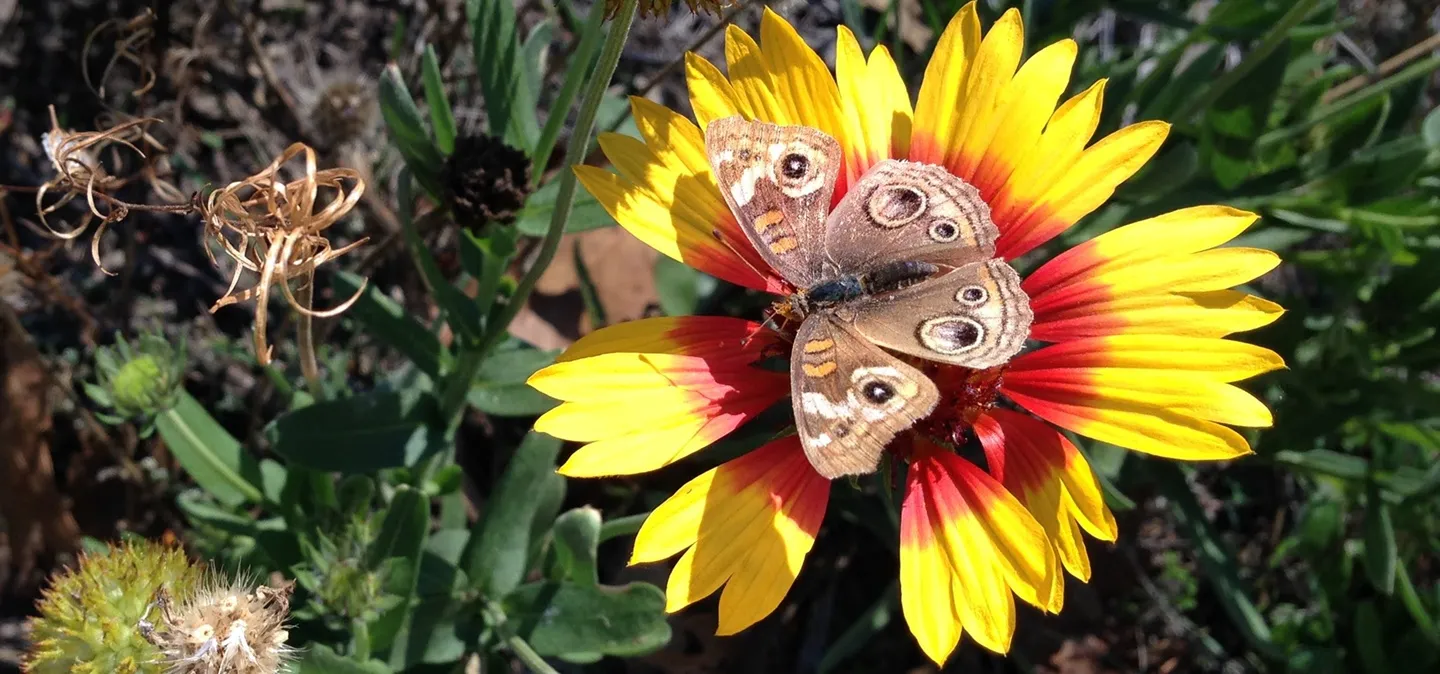 UC Master Gardeners of Sonoma County