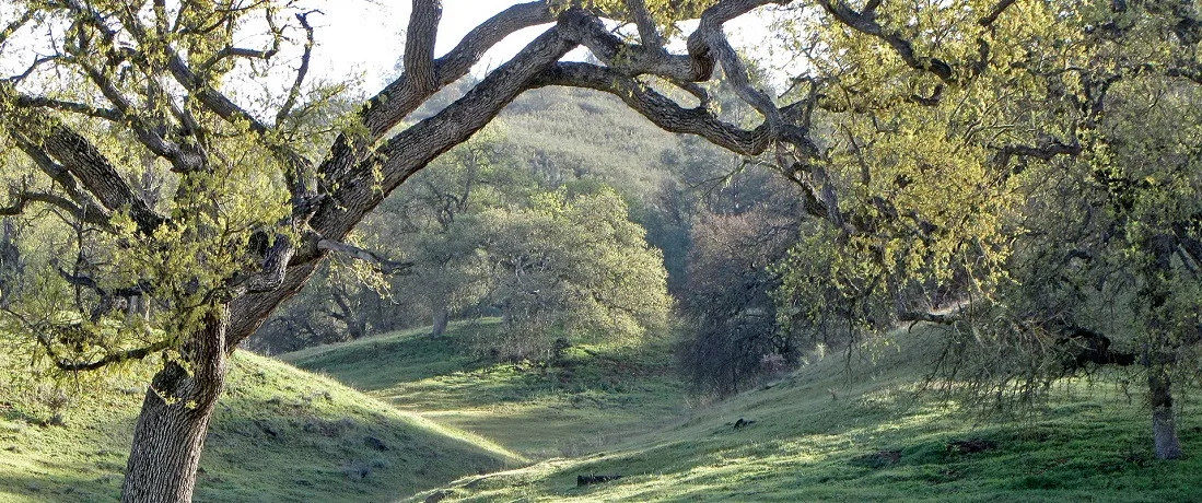 oak woodlands spring