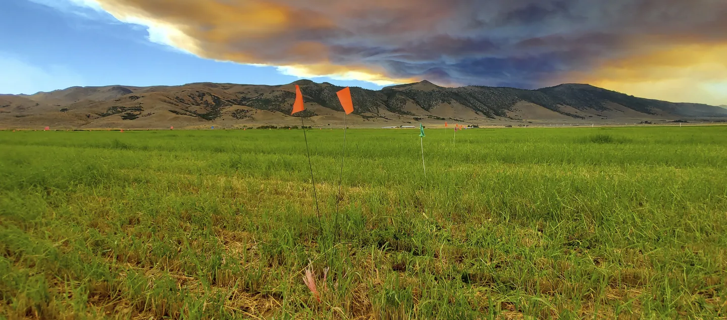 Flagging Fescue Variety Trial With Smoke Blocking the Sun