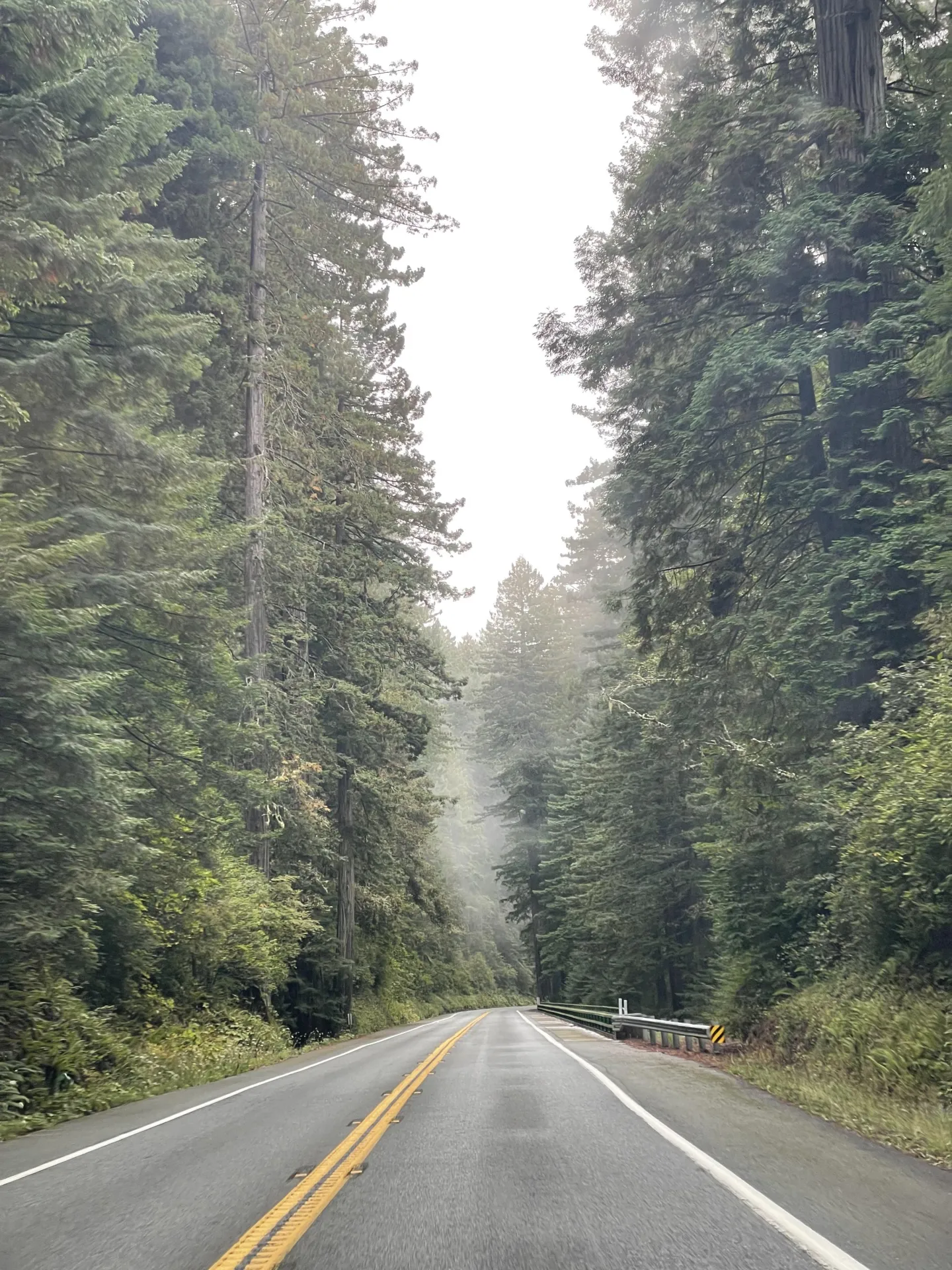 Highway through the trees