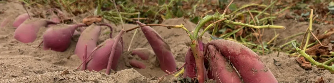 Sweetpotatos in Merced County