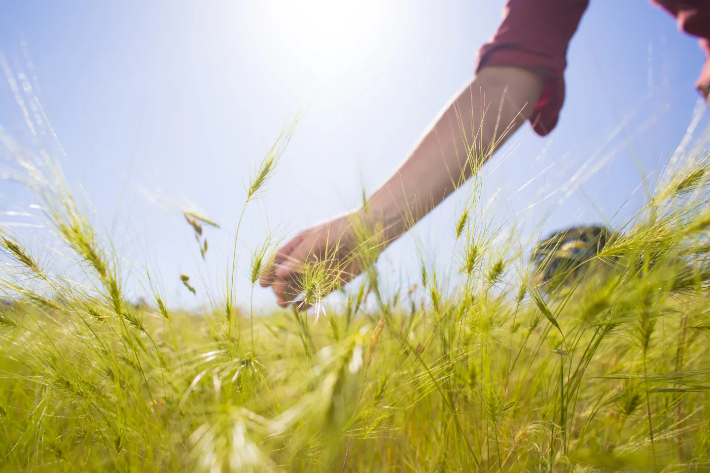 Close up image of wheat in a field with a person's hand brushing the tops.