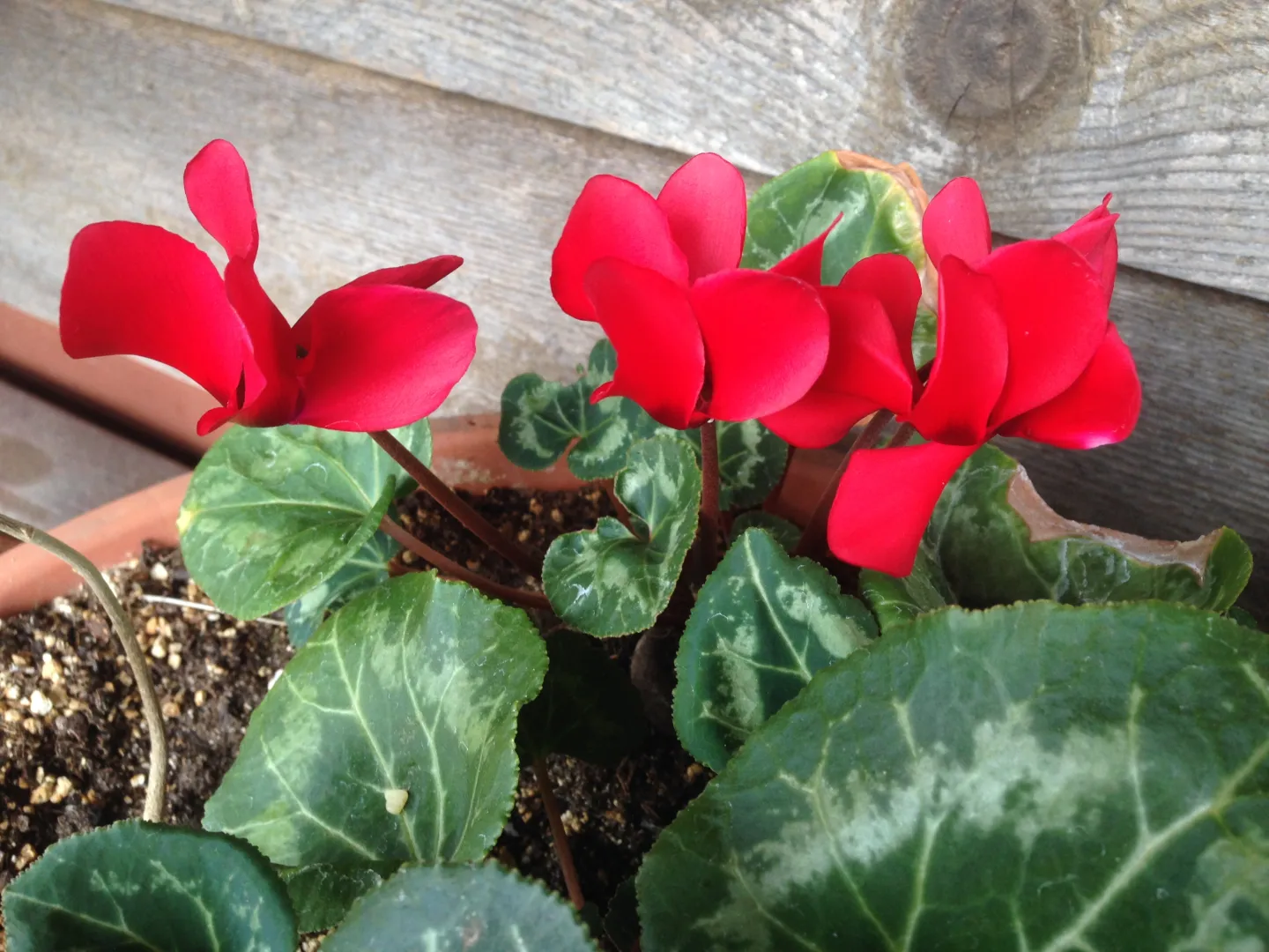 red cyclamen flowers