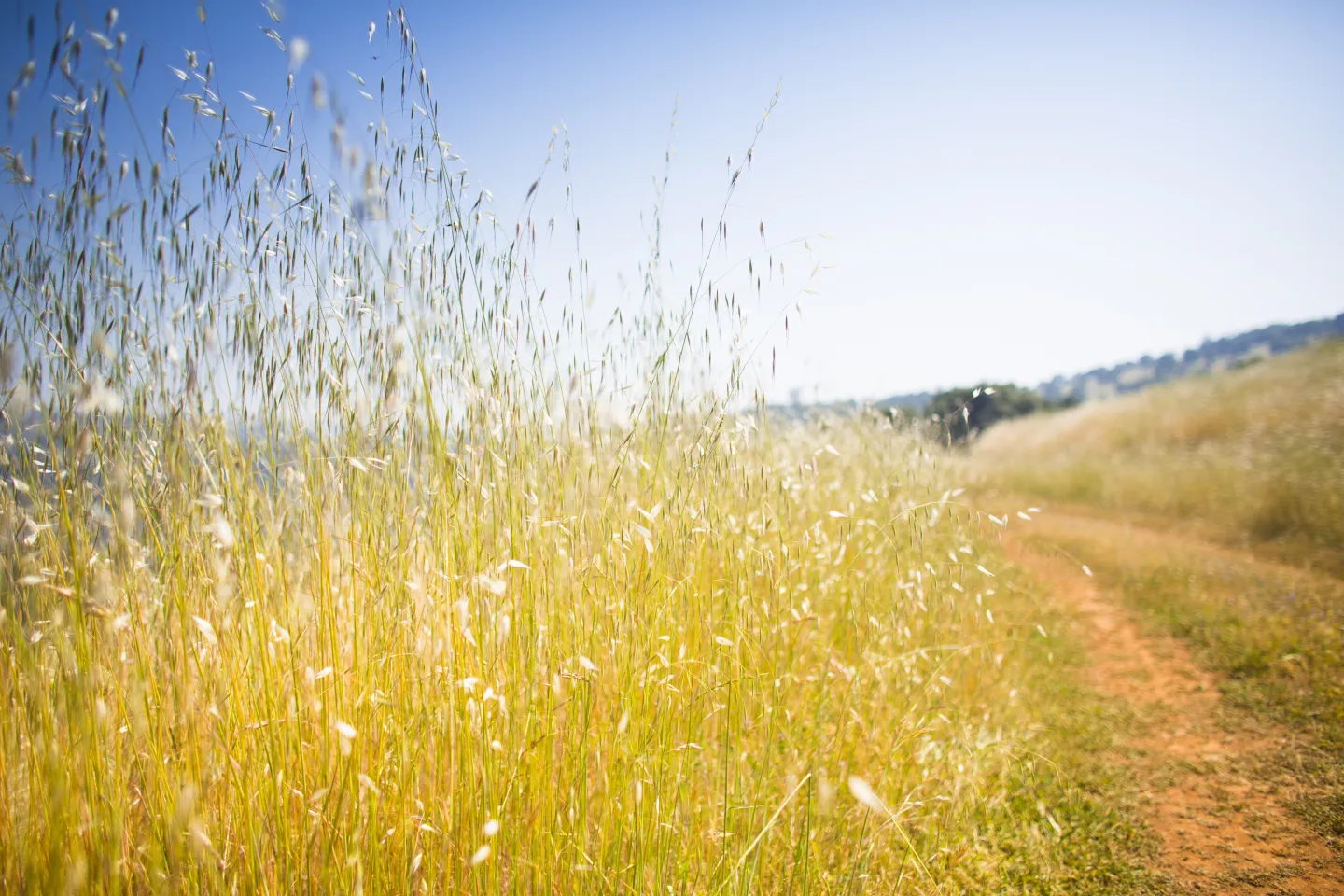 Field with tall grasses