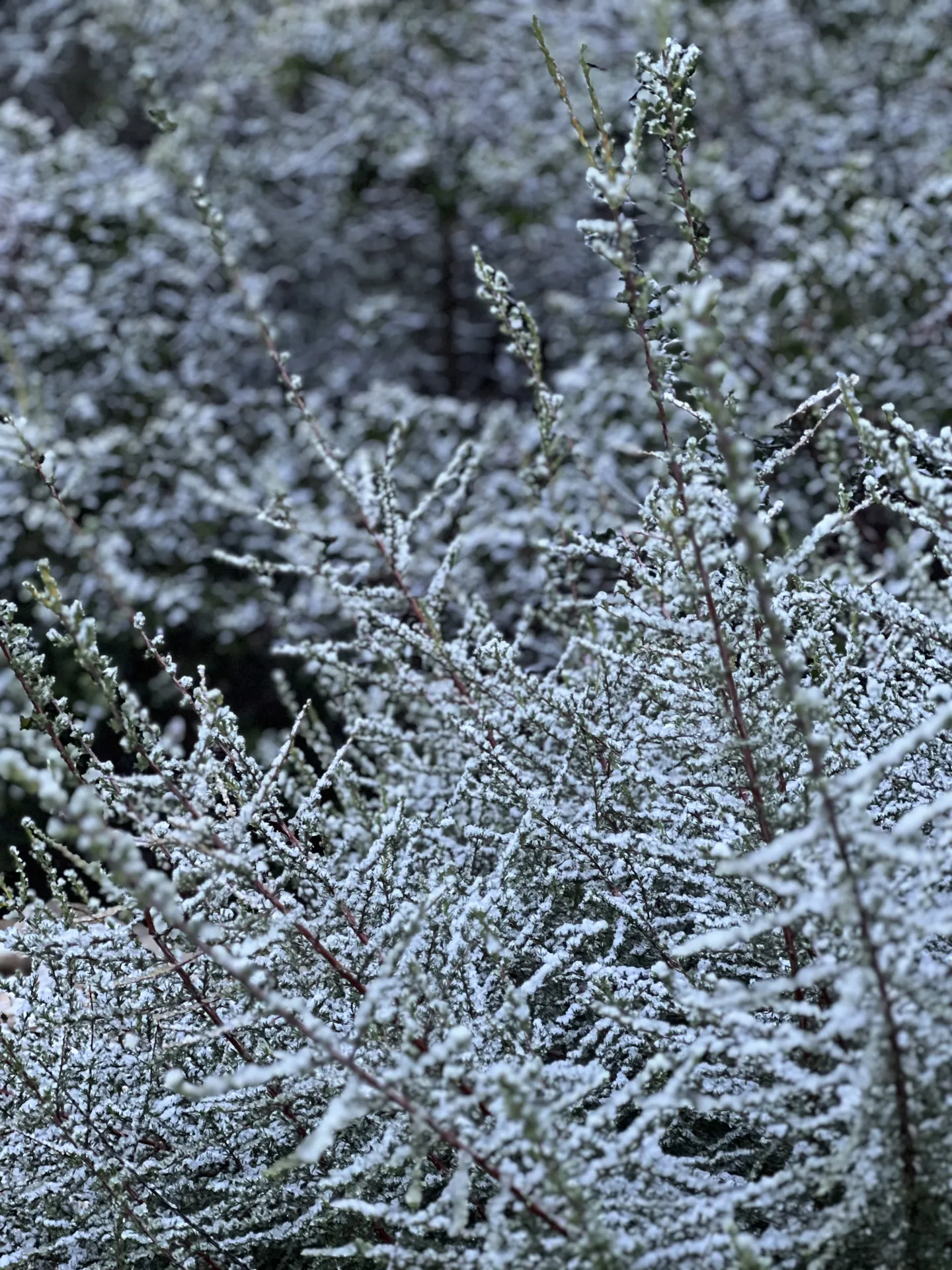 plant dusted with snow