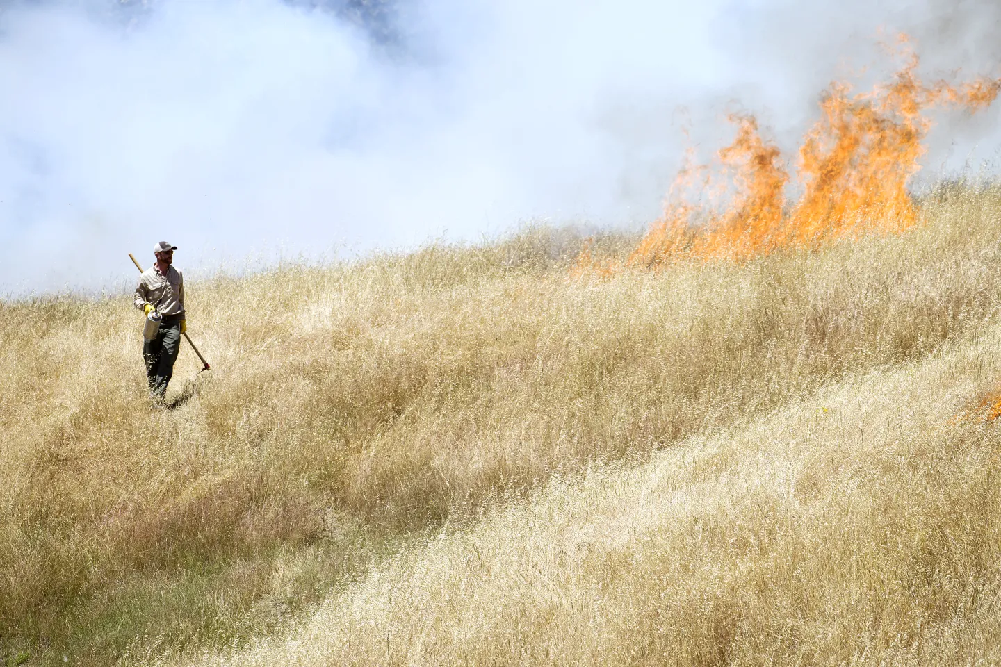 Controlled burn conducted by UCCE Humboldt
