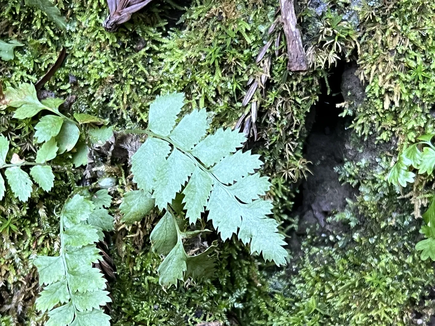 A close up of tiny ferns in a damp forest