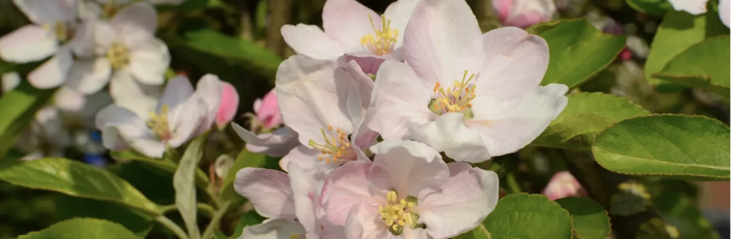 pink and white apple blossoms
