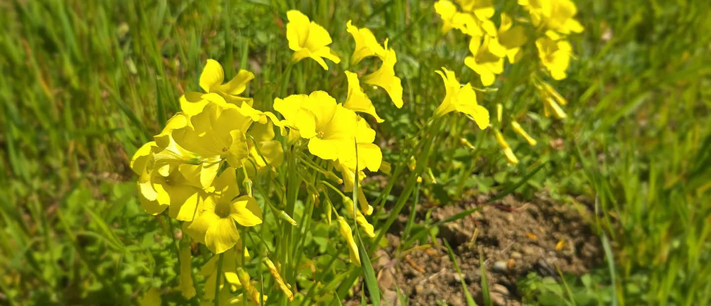 Bermuda Buttercup Spring Flowers in the Berkeley Hills