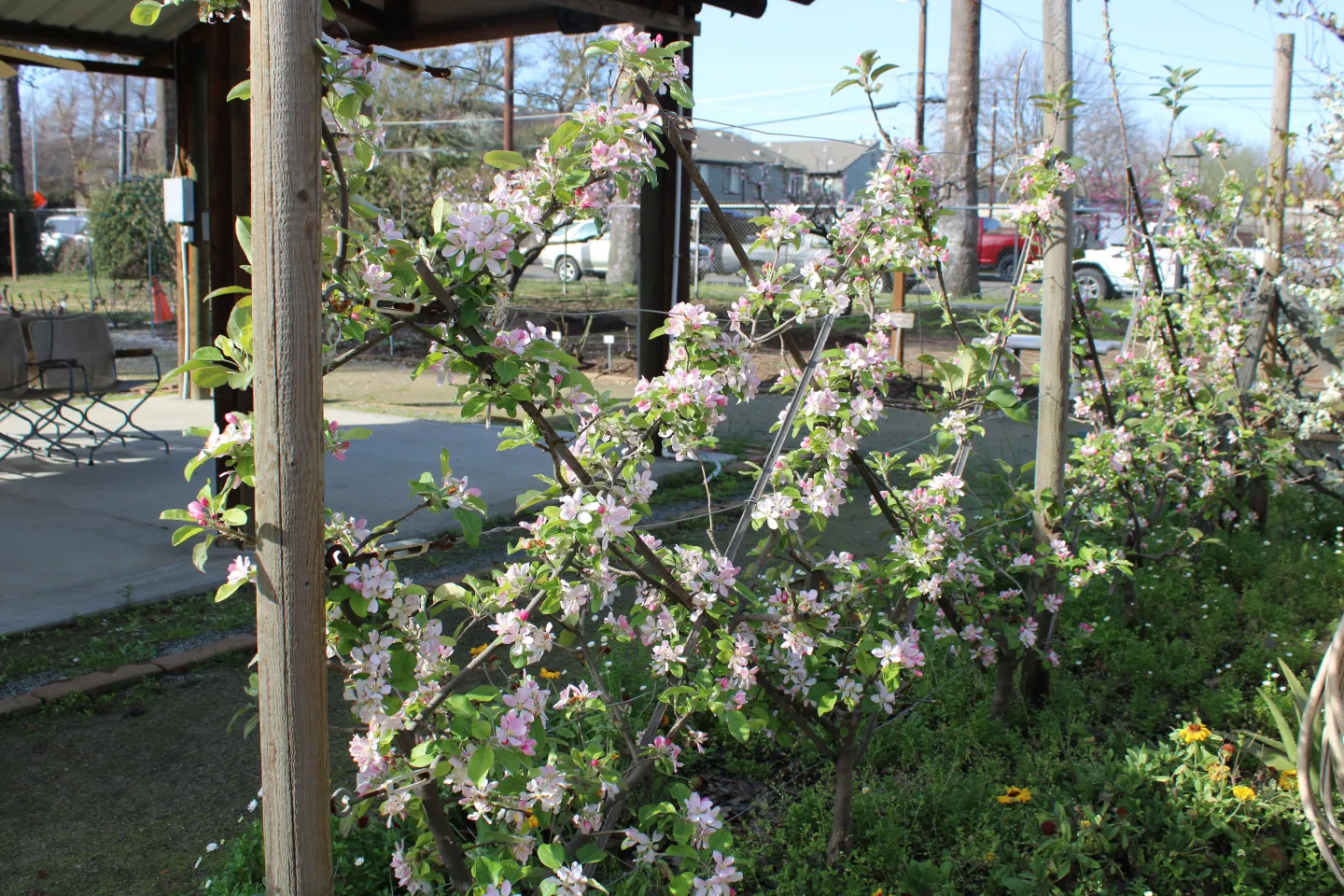 apple trees blooming