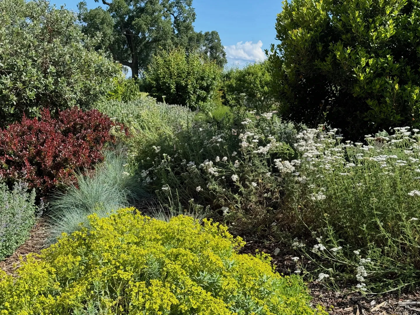 California Native Plants section in the Demo Garden at Patrick Ranch. Laura Kling