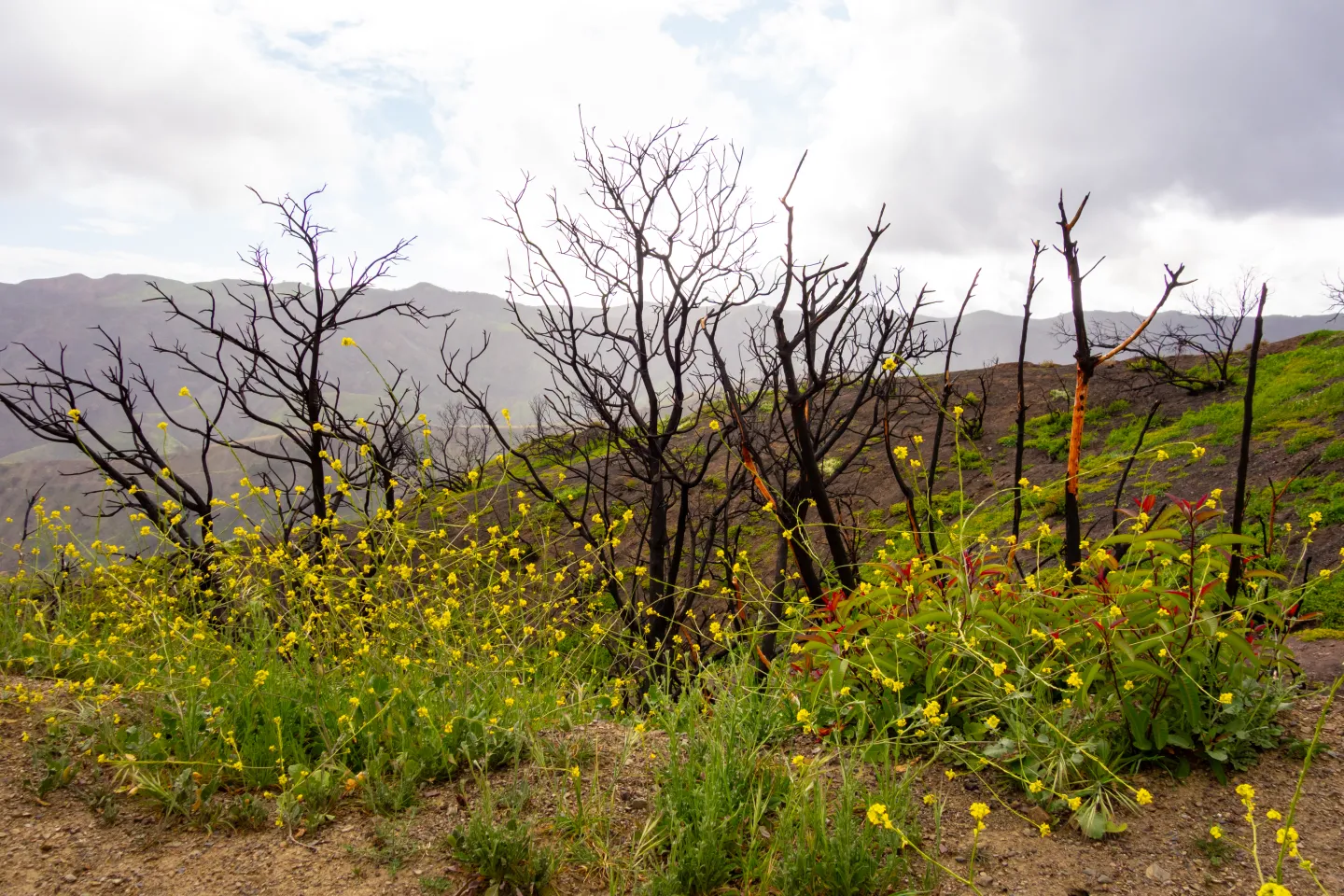 New weed growth in burned area of Santa Monica Mountains.