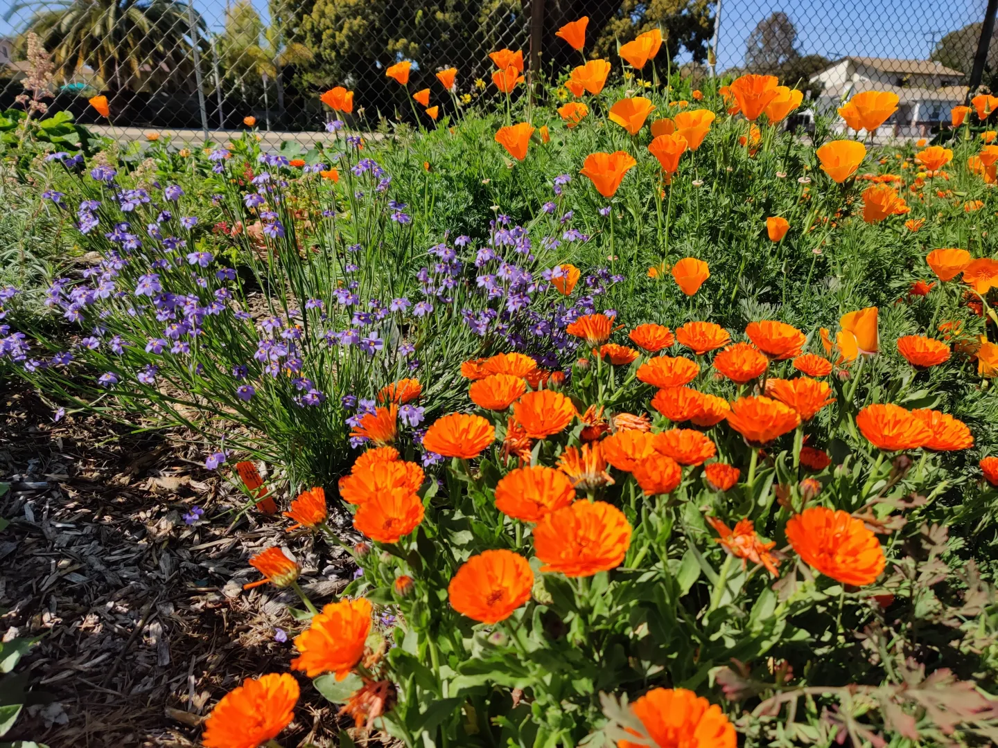 Wildflowers in bloom in a field