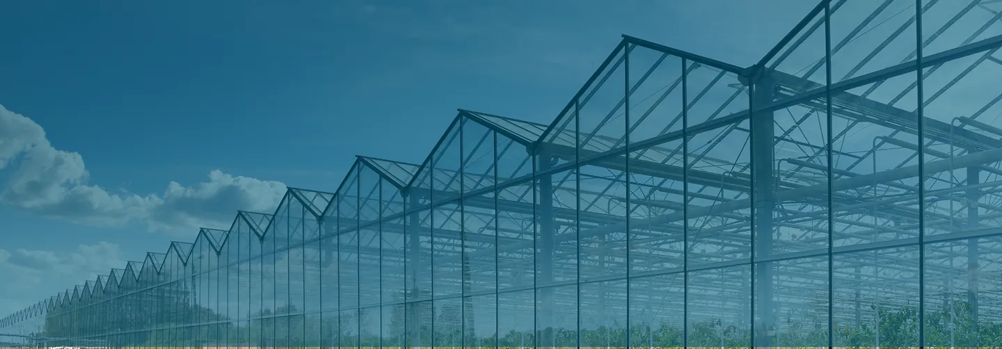 Row of large commercial greenhouses under a blue sky