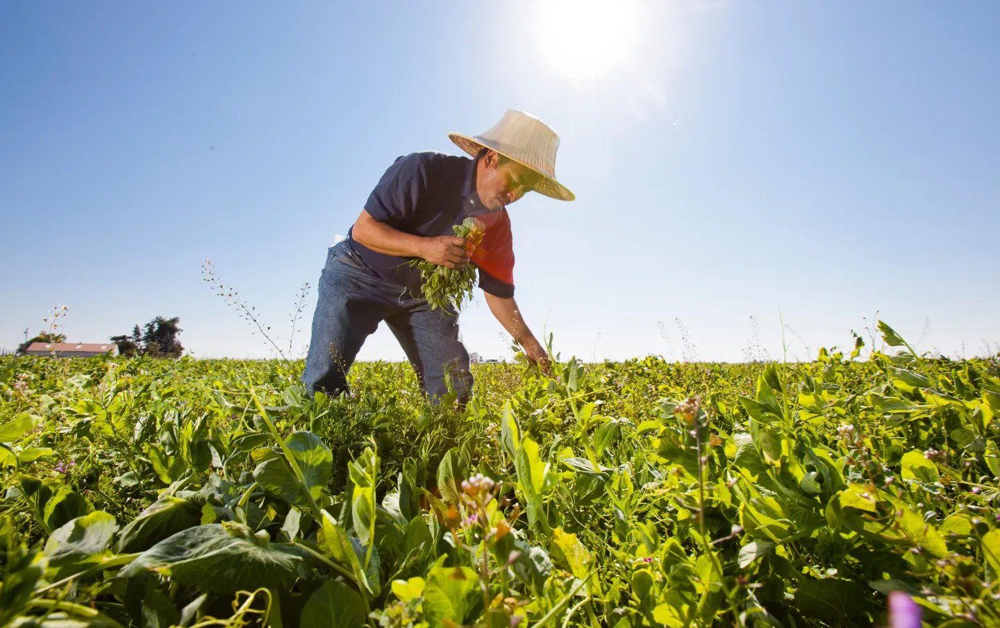 A farmer stands in a lush field of cover crops. He bends over grabbing a handful of foilage.