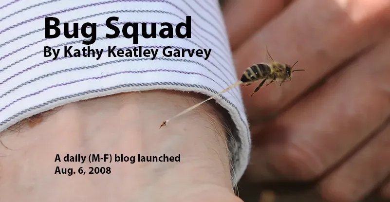 Bug Squad blog image depicts a honey bee sting in action.