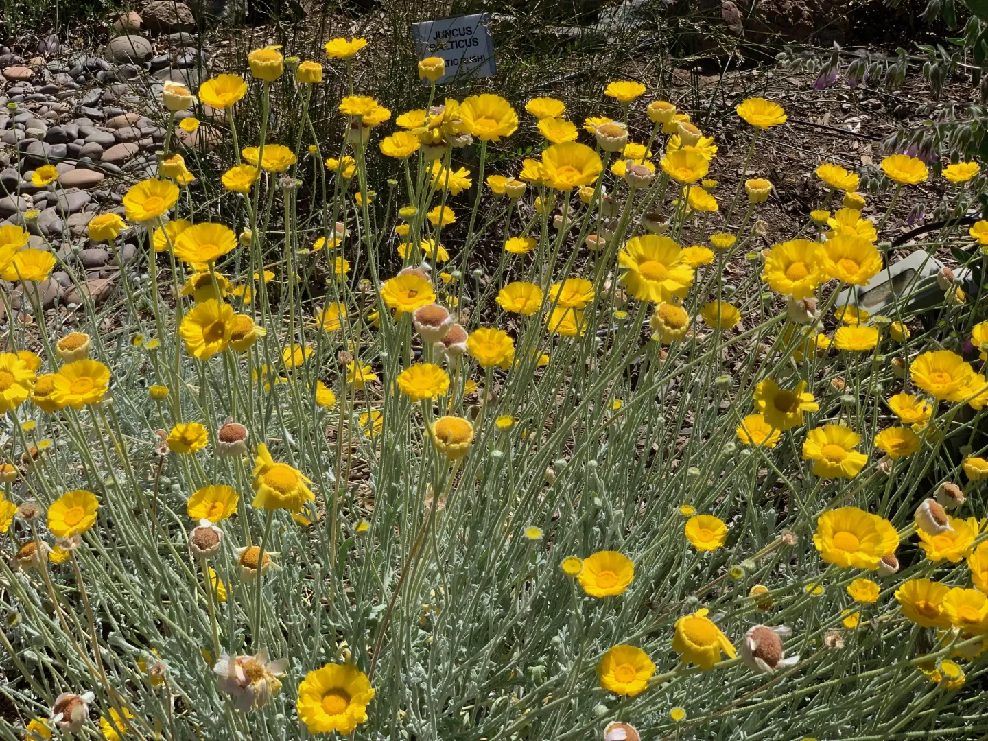Baileya multiradiata (Desert Marigold), Wildlife Habitat Garden. Laura Kling
